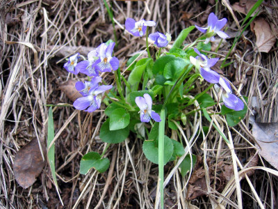 둥근털제비꽃 사진 - Viola collina Besser Photos
