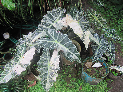 거북 알로카시아 사진 - Alocasia amazonica Andr\'e Photos
