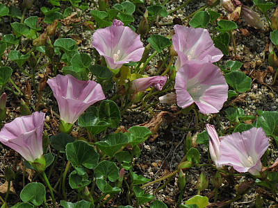 갯메꽃 사진 - Calystegia soldanella (L.) Roem. & Schultb. Photos