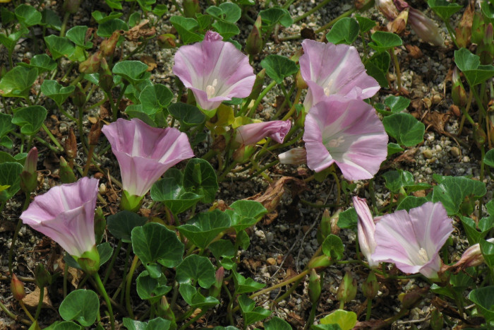 갯메꽃 - Calystegia soldanella (L.) Roem. & Schultb.