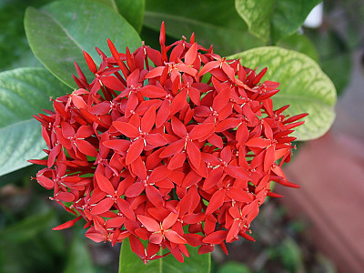익소라 코키니아 사진 - Ixora Coccinea Photos