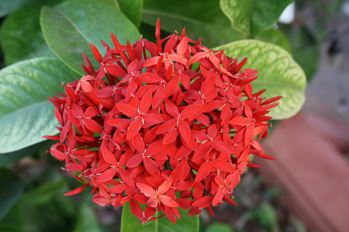 익소라 코키니아 - Jungle geranium, Ixora Coccinea
