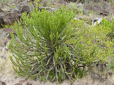 유리탑 선인장 사진 - Euphorbia cooperi Photos