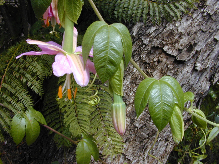 시계초 - passion flower, Passiflora caerulea