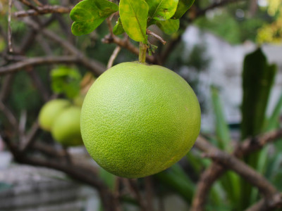 중국유자 사진 - Citrus grandis Photos