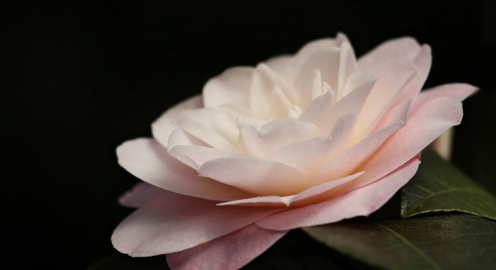 동백나무 - Camellia japonica L.