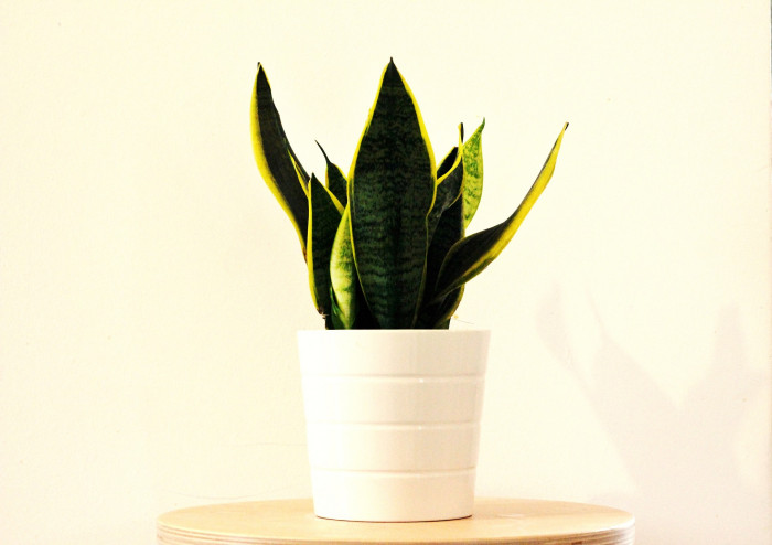 산세베리아 - Variegated snake plant, Sansevieria trifasciata