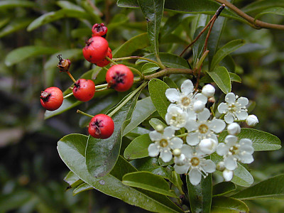 피라칸사스 사진 - Pyracantha angustifolia (Franch.) C.K.Schneid. Photos