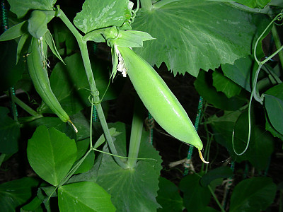 완두 사진 - Pisum sativum L. Photos