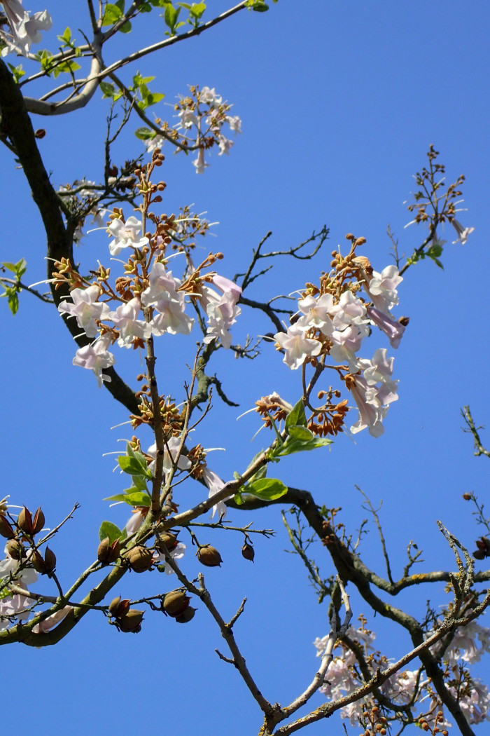 오동나무 - Paulownia coreana Uyeki