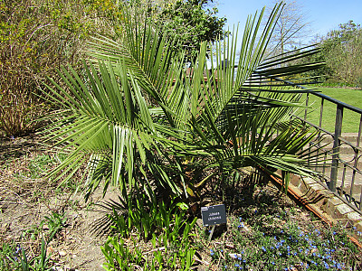 칠레와인야자 사진 - Jubaea chilensis (Mol.) Baill. Photos