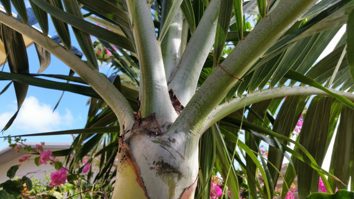 크리스마스야자 - Christmas palm, Manila palm, Adonidia merrillii