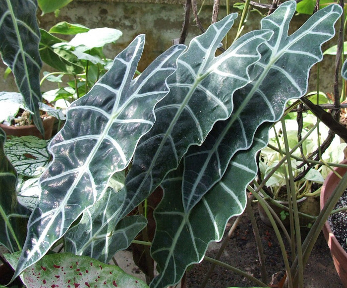 알로카시아 오로라 - night-scented lily, Asian taro, giant upright elephant ear, Alocasia odora