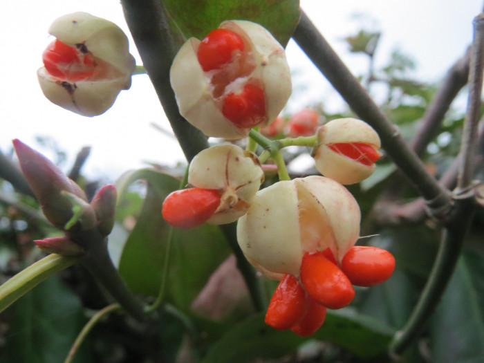 사철나무 - Japanese Spindle, Euonymus japonicus Thunb.