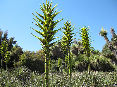 푸야 칠렌시스 사진 - Puya chilensis Photos