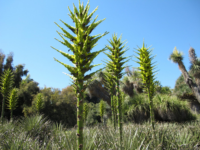 푸야 칠렌시스 - Sheep eating plant, Puya chilensis