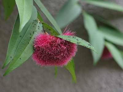 릴리필리 사진 - Syzygium wilsonii Photos