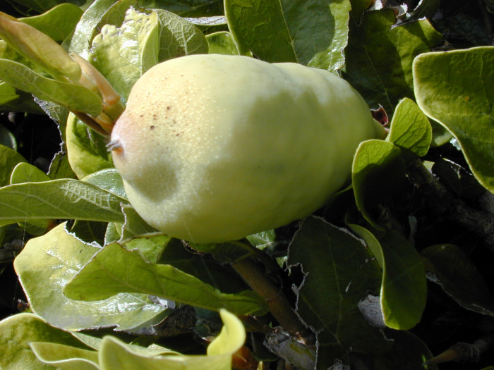 푸밀라고무나무 - creeping fig, climbing fig, Ficus pumila