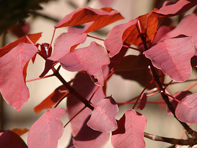 초코리프 사진 - Euphorbia cotinifolia Photos