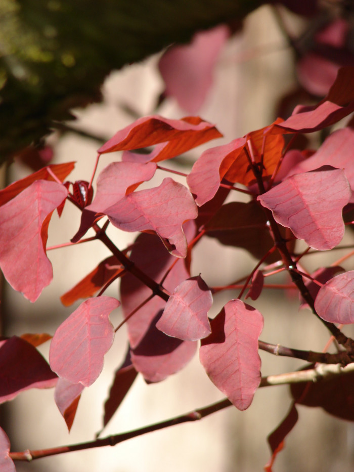 초코리프 - smoketree spurge, tropical smoke bush, Caribbean copper plant, Euphorbia cotinifolia