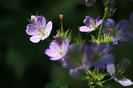 쥐손이풀 - Geranium sibiricum L.