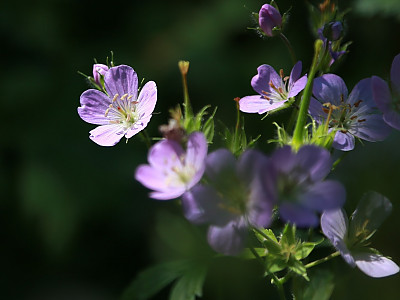 쥐손이풀 사진 - Geranium sibiricum L. Photos