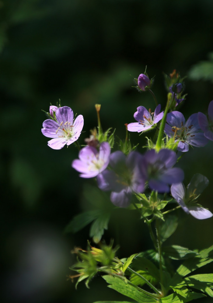 쥐손이풀 - Geranium sibiricum L.