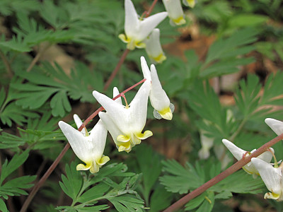 네델란드 금낭화 사진 - Dicentra cucullaria (L.) Bernh. Photos