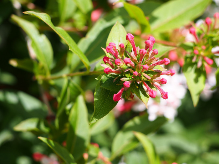 섬댕강나무 - Abelia coreana var. insularis (Nakai) W.T.Lee & W.K.Paik