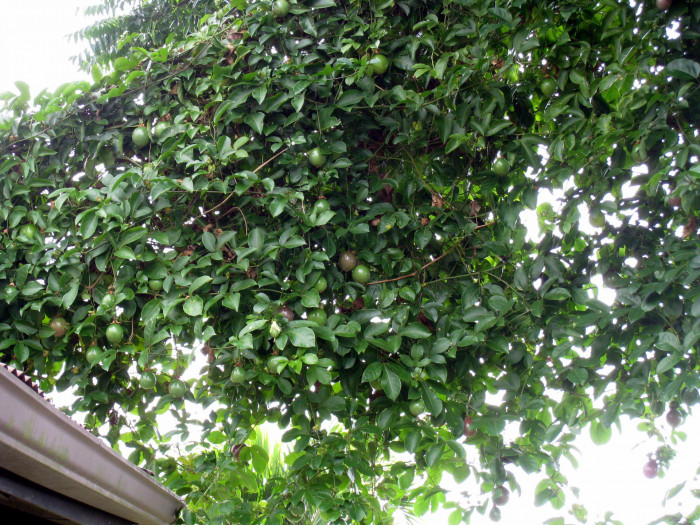암바렐라 - Ambarella, Dwarf Golden Plum, Makok faring, Spondias Dulcis