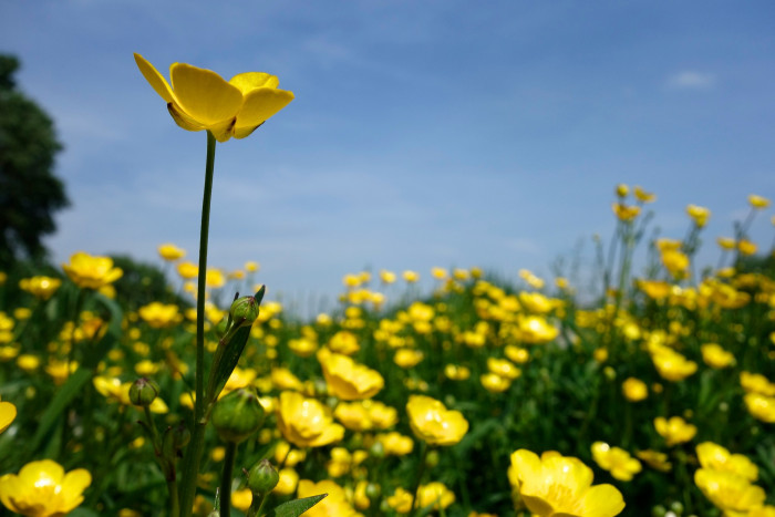 산미나리아재비 - Ranunculus acris L.