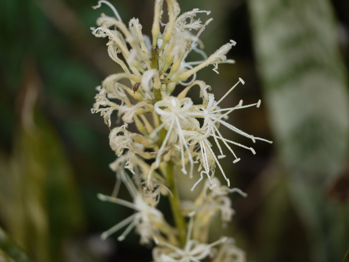 산세베리아 - Variegated snake plant, Sansevieria trifasciata