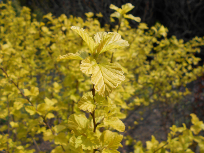 엔젤골드 - Angel Gold, Physocarpus opulifolius 