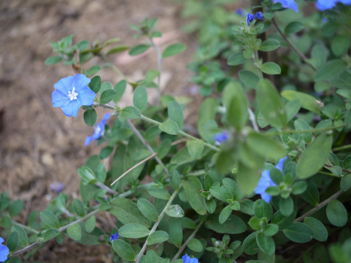 아메리칸블루 - American blue, blue daze, Evolvulus giomeratus