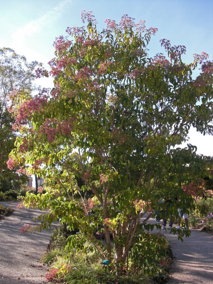 칠자화 - Seven Son Flower, Heptacodium miconioides