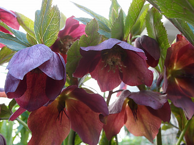 크리스마스로즈 사진 - Helleborus niger L. Photos