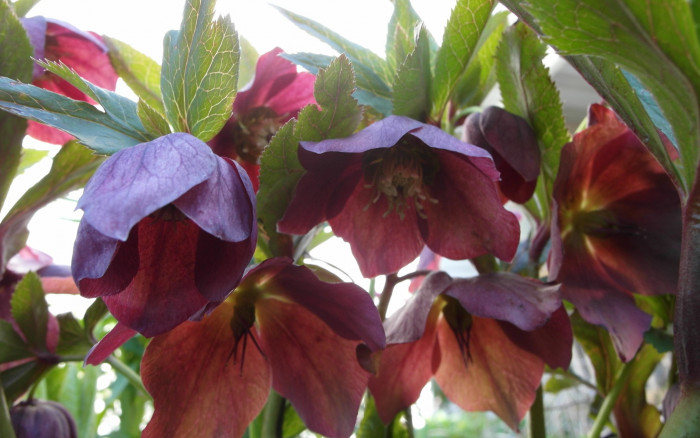 크리스마스로즈 - Christmas rose, Black hellebore, Helleborus niger L.