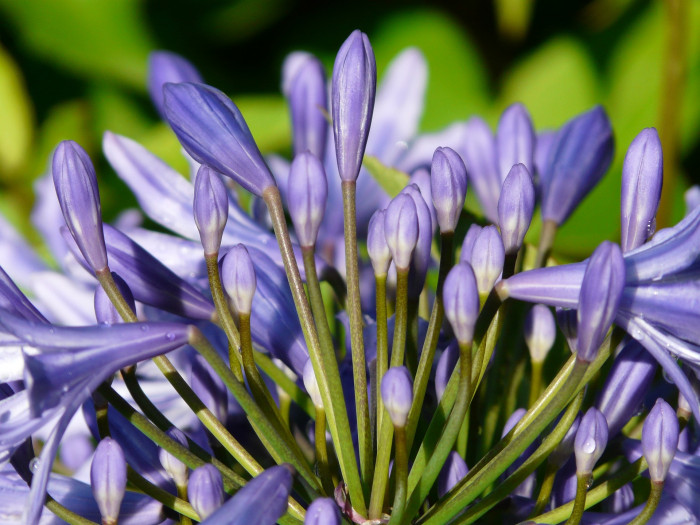 아가판서스 - African lily, Agapanthus africanus (L.) Hoffmanns