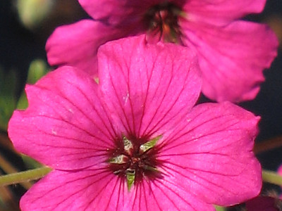 풍로초 사진 - Geranium cinereum Photos