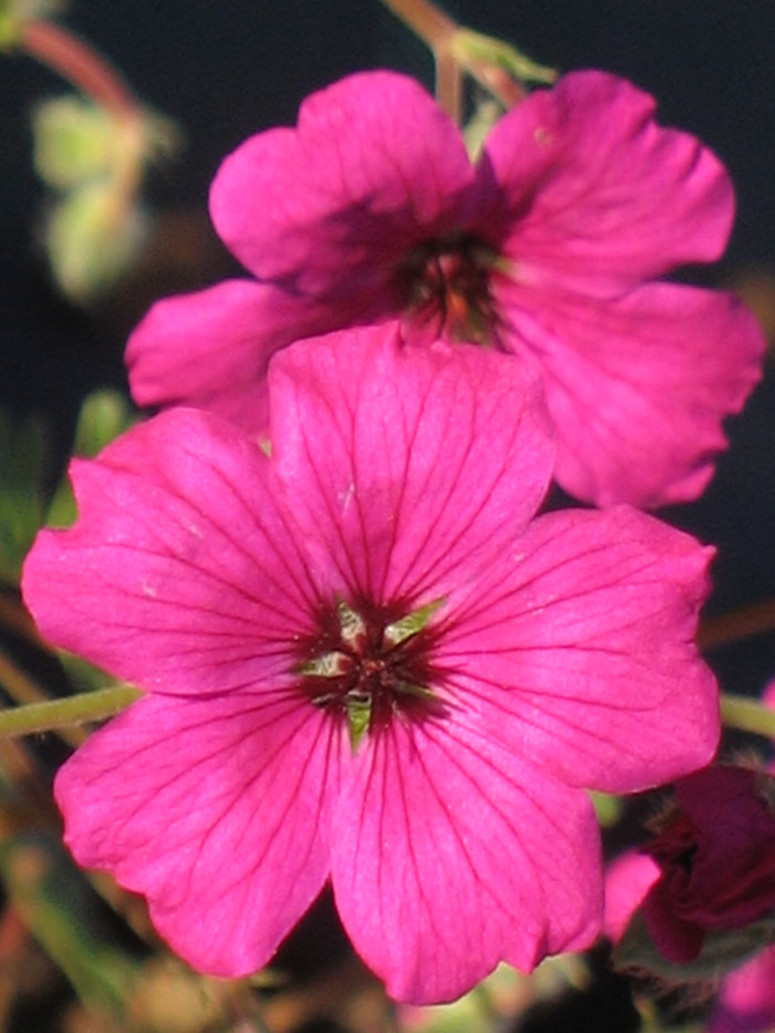 풍로초 - Geranium cinereum