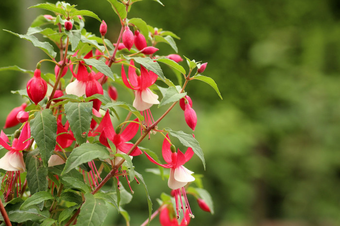 후쿠시아 - Common garden fuchsia, Fuchsia spp.