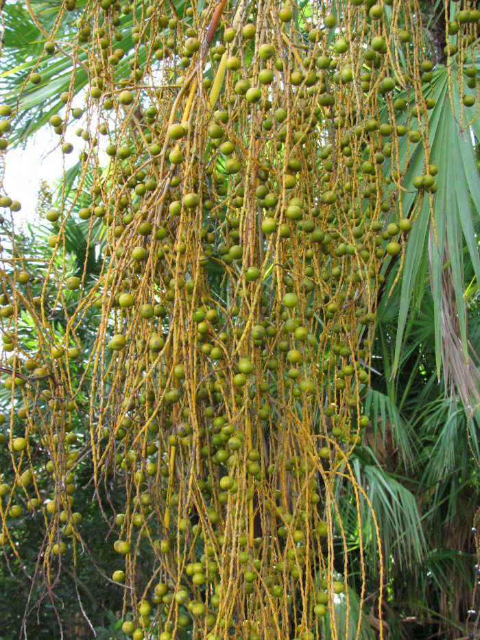 파우로티스 야자 - Paurotis palm, Everglades palm, Madeira palm, Acoelorrhaphe wrightii (Griseb. & H.Wendl.) H.Wendl. ex Becc.