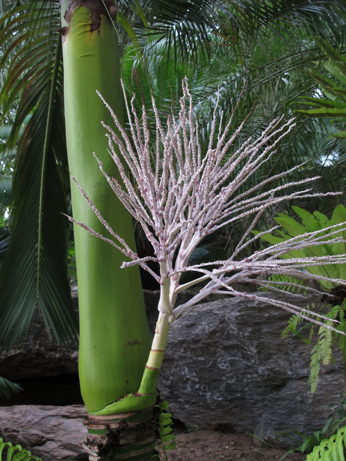 아네이튬 야자 - Aneityum Palm, Carpoxykum Palm, Carpoxylon macrospermum
