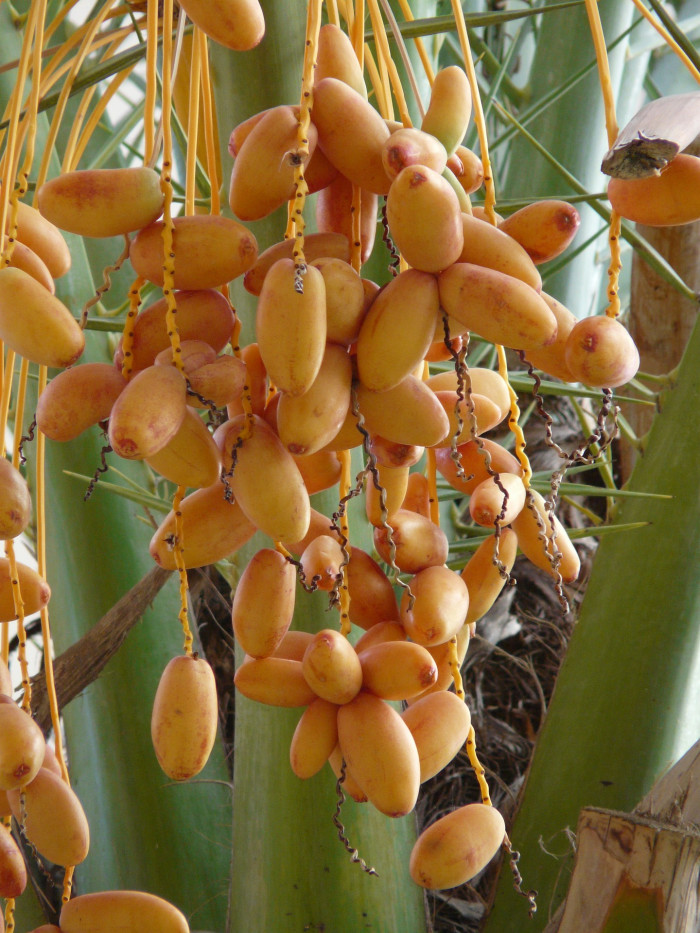 카나리아야자 - Canary Island date palm, Pineapple palm, Phoenix canariensis