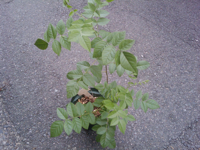 감초 - Glycyrrhiza uralensis Fisch.