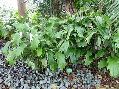 아렌가 후케리아나 사진 - Arenga hookeriana Photos