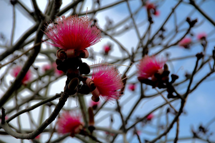 슈도봄백스 엘립티컴 - Bombax ellipticum, Shaving Brush, Shaving Brush Tree, Pseudobombax ellipticum