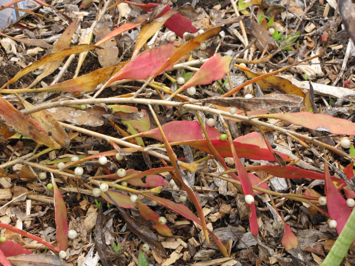 슈도립살리스 - Red mistletoe cactus, Pseudorhipsalis ramulosa