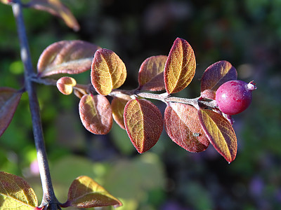 스노우베리 사진 - Symphoricarpos spp. Photos