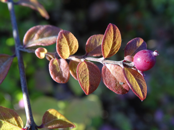 스노우베리 - Snowberry, waxberry, ghostberry, Symphoricarpos spp.